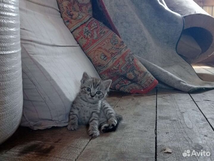 Котики ищут домик (себе)