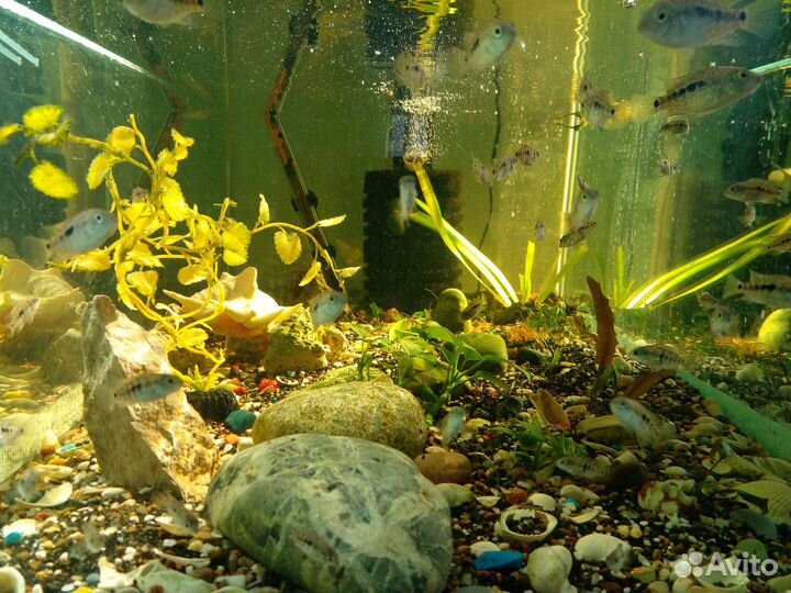 Бриллиантовые цихлиды, стерилизатор Jebo UV-H 11