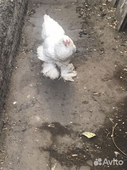 Куры несушки