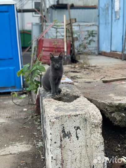 Кошка
