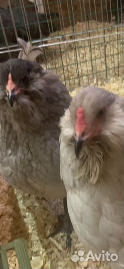 Амераукана Инкубационное яйцо