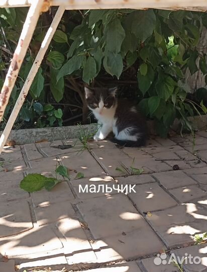 Продам котят