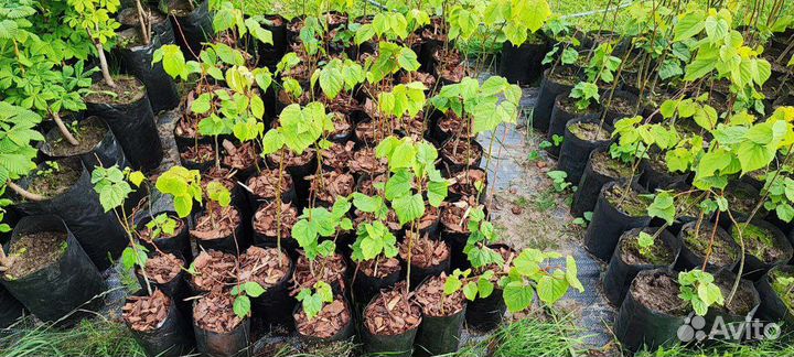 Саженцы липы каштана лиственницы пихты