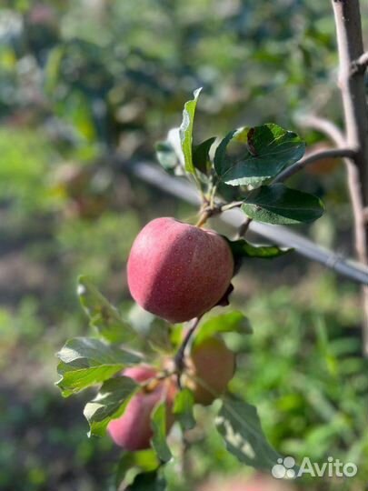 Яблоки галла девил
