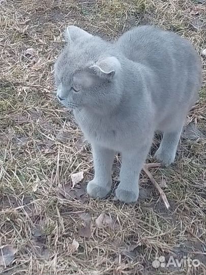 Британец на улице