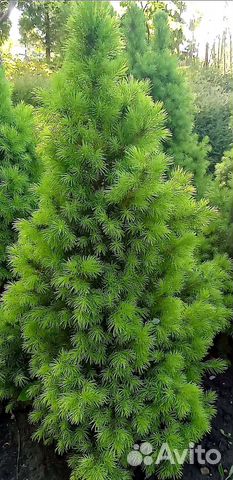 Ель канадская Коника