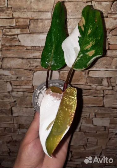 Филодендроны ред андерсон,Маска,Веррукозум