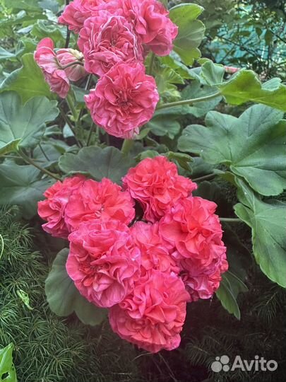 Пеларгонии сортовые