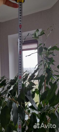 Фикус Бенджамина