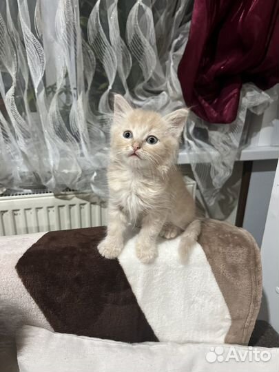 Кошка в дар бесплатно
