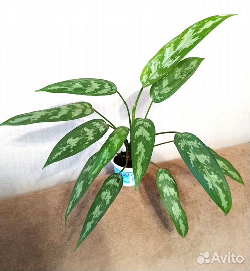 Комнатные цветы разные,традесканция,денежное