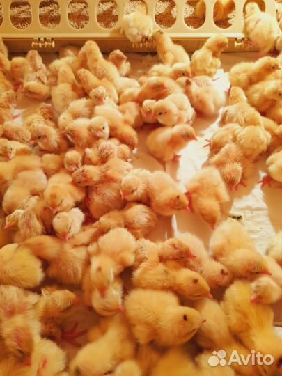 Несушка подрощенная