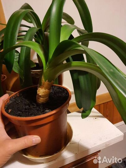 Кливия комнатное горшечное неприхотливое растение