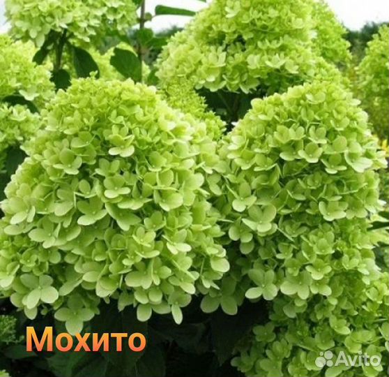 Гортензия метельчатая