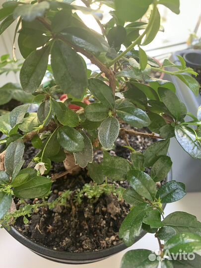 Цветок Бонсай кармона, дерево в японском стиле