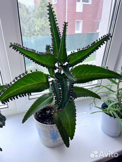 Коланхоэ лечебный