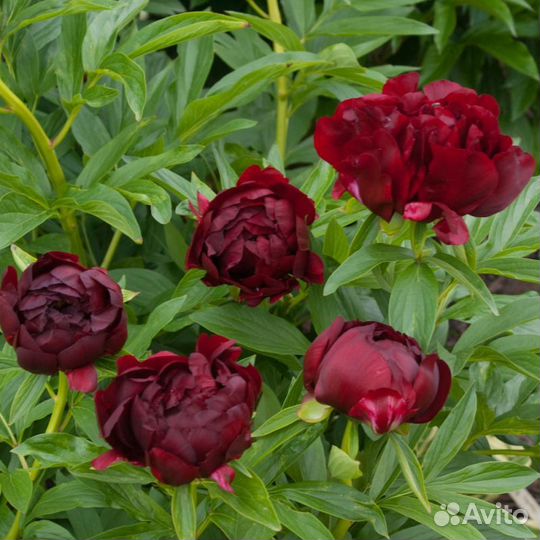 Пионы саженцы