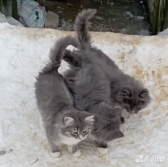 Котята в добрые руки