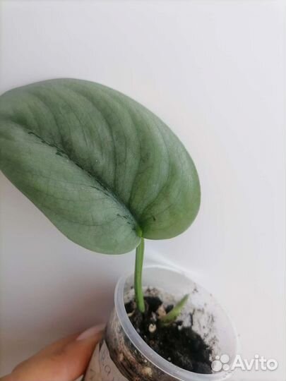 Сциндапсусы сортовые