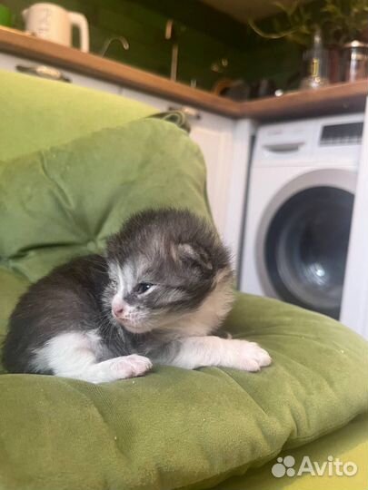 4 вислоухих котенка ищут дом