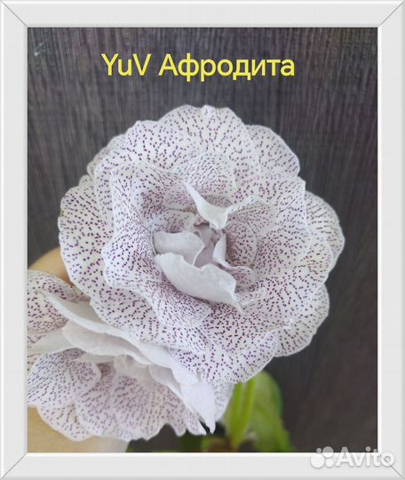 Детки сортовых махровых глоксиний часть 4