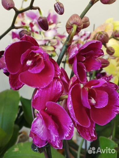 Орхидея фаленопсис