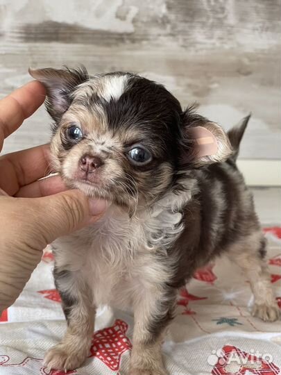 Чихуахуа мнаморные с голубыми глазами