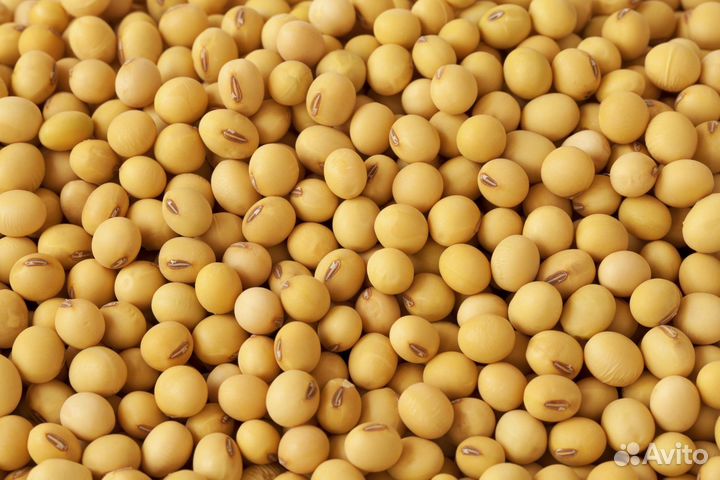 Соя продам