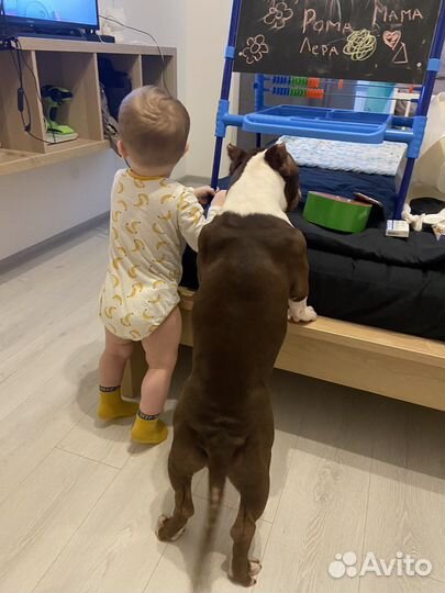 Передержка собак в домашних условиях