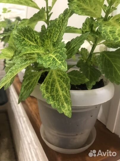 Комнатные цветы