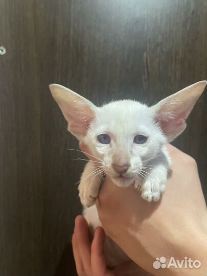 Ориентальные котята