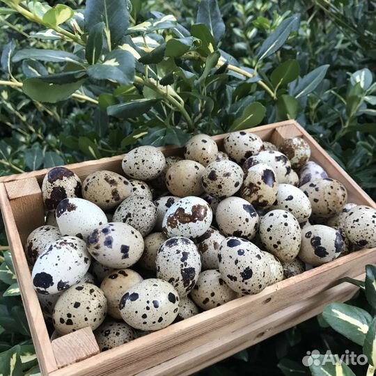Яйца перепелок эстонские,инкубационное