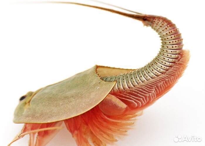 Триопс/щитень(яйца/цисты)