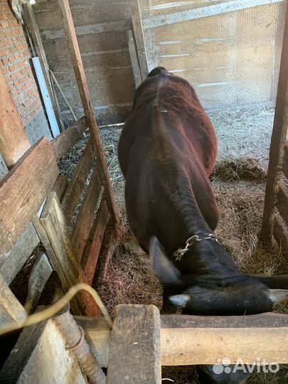 Продаю теленка