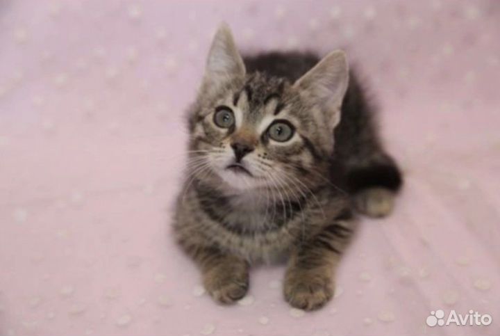 Полосатые котята