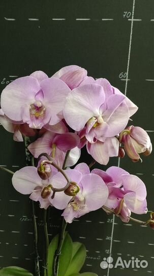 Орхидея сортовая