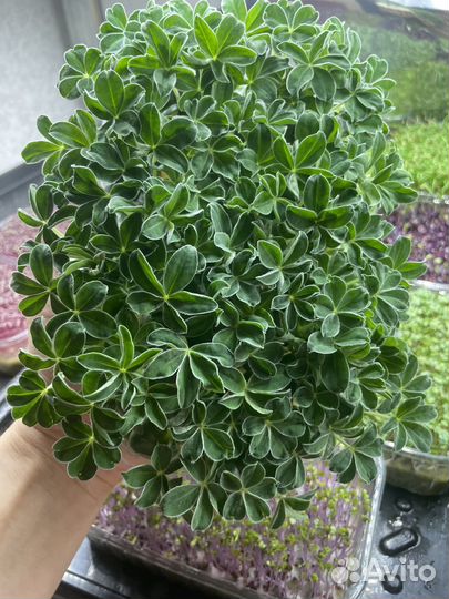 Микрозелень