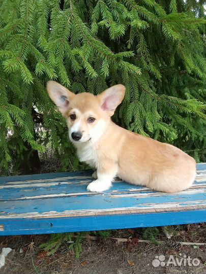 Щенки коржата