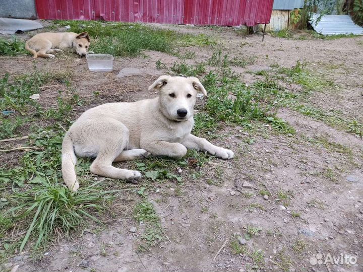 Собаки бесплатно, щенки
