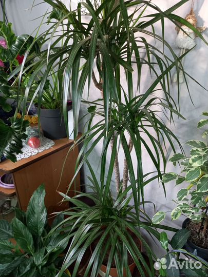 Пальма драцена