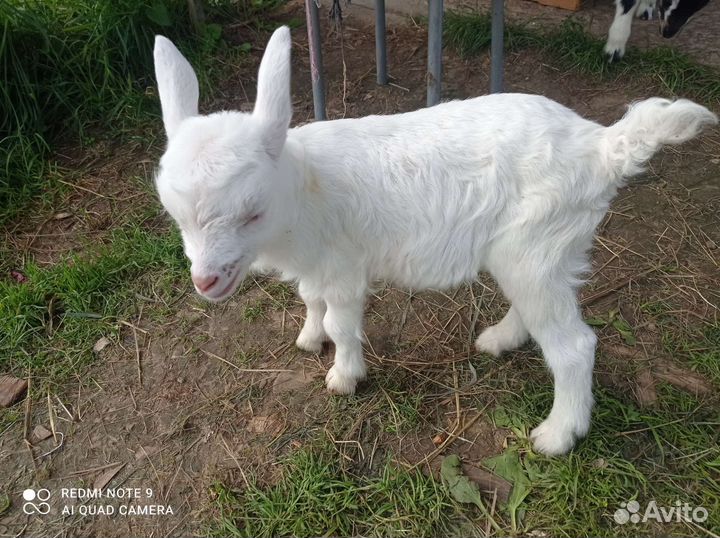 Зааненские козлики