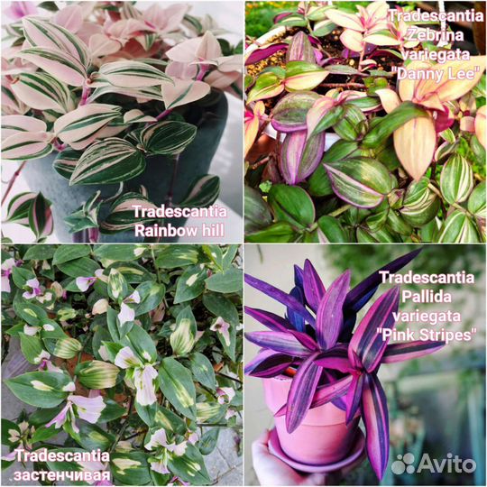 Каллизия и традесканция комнатные растения