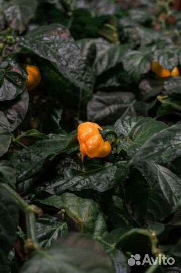 Запуск сити-фермы в твоём городе. Помощь