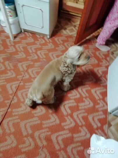 Кокер спаниель