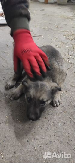 Щенок в добрые руки бесплатно