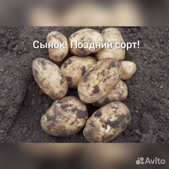 Картофель семенной сортовой