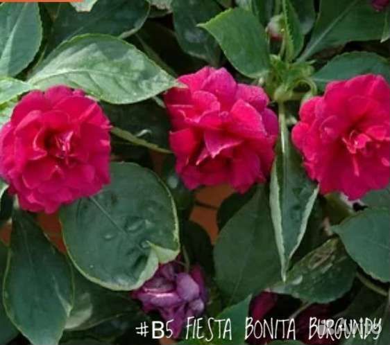 Бальзамин Уоллера Fiesta Bonita Burgundy