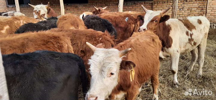 Бычки и быки