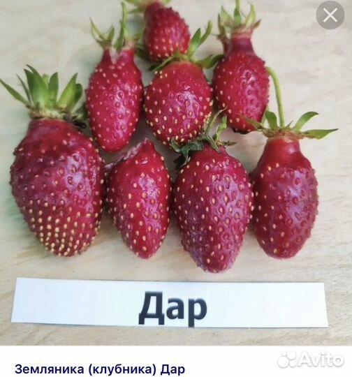 Рассада виктории