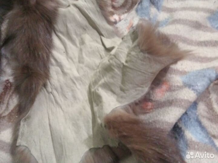 Шкурки соболя